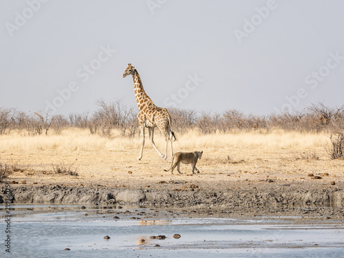 Canvas Print Female Lion And Giraffe