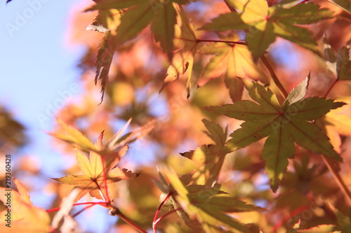 紅葉季節の秋モミジ