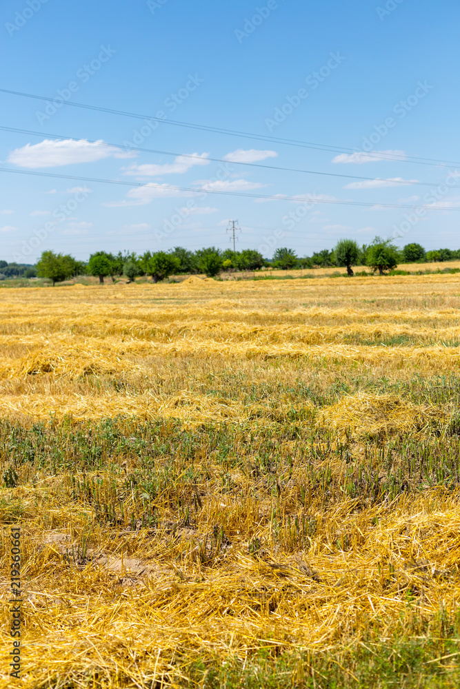 Bales of straw on a field