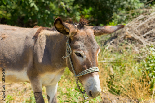 donkey on the field © donikz