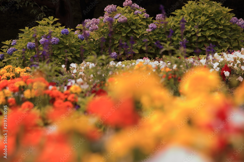 天国に近い花畑 Stock Photo Adobe Stock