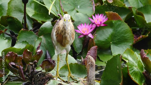 bird in the lotus field