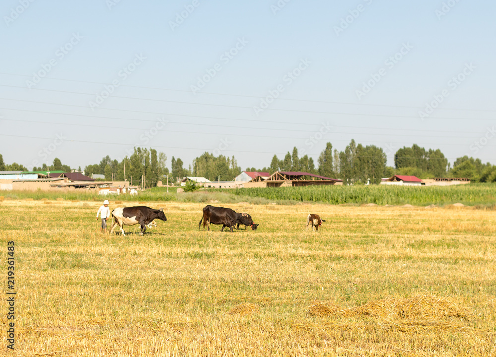 cattle in the field