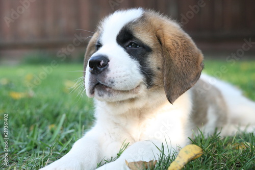 Aim  e  a cute Saint Bernard puppy