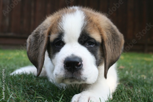 Aimée, a cute Saint Bernard puppy