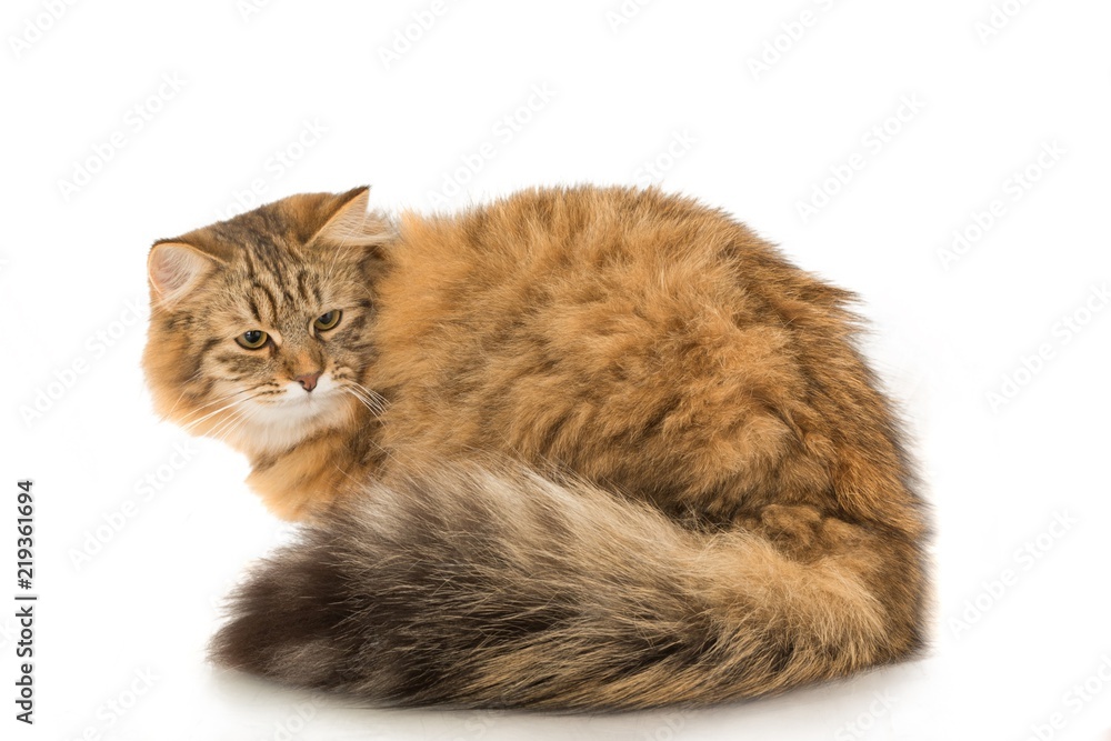 Fototapeta premium Long Haired Cat