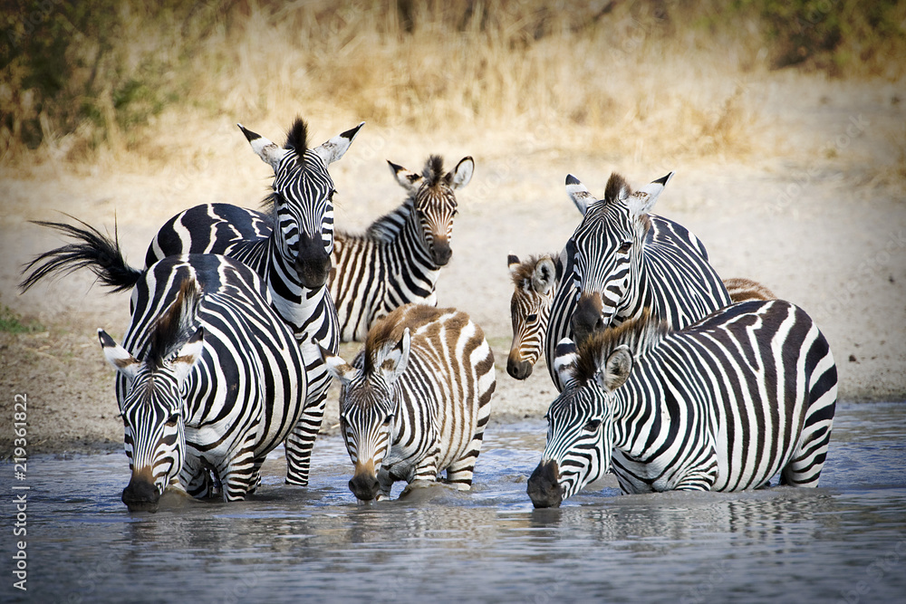 Herd of wild zebra drinking at water hole - obrazy, fototapety, plakaty 