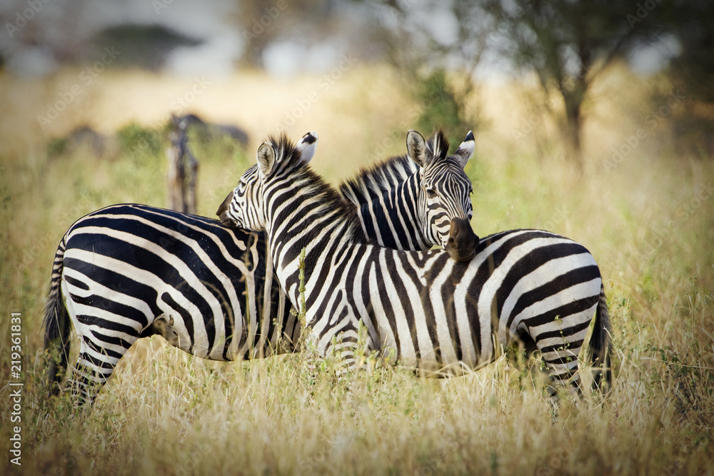 Obraz premium Two wild zebra resting together in Africa