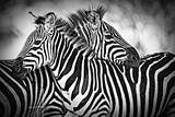 Two wild zebra resting together in Africa