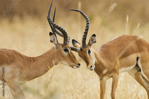 Two adult male impala fighting in Africa