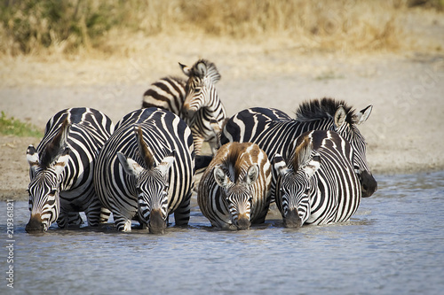 Herd of wild zebra drinking at water hole