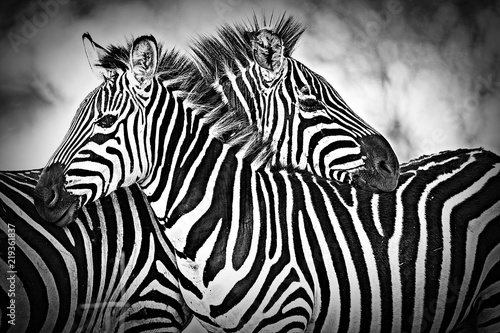 Two wild zebra resting  together in Africa