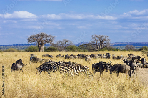 Herd of zebra and wildebeest grazing in African savanna