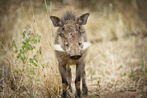 Wild Warthog in East Africa © Mat Hayward