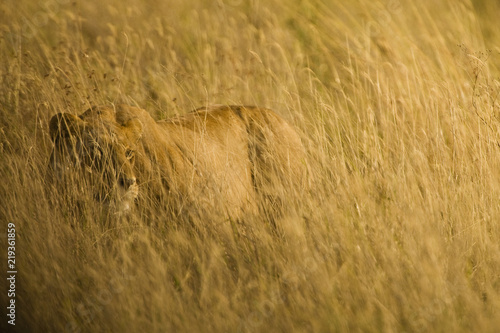 Wild African Lioness Hunting In Tall Grass photo