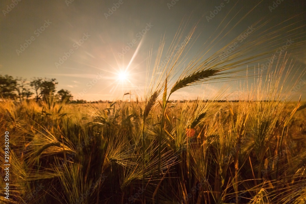 Sun Shining over Barley / Wheat Field