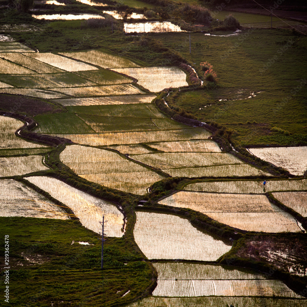 Rice Paddy in Yangshuo China