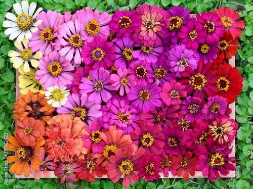 colorful Zinnia violacea flowers multi color in pink orange yellow top view from above flat lay spring summer nature background