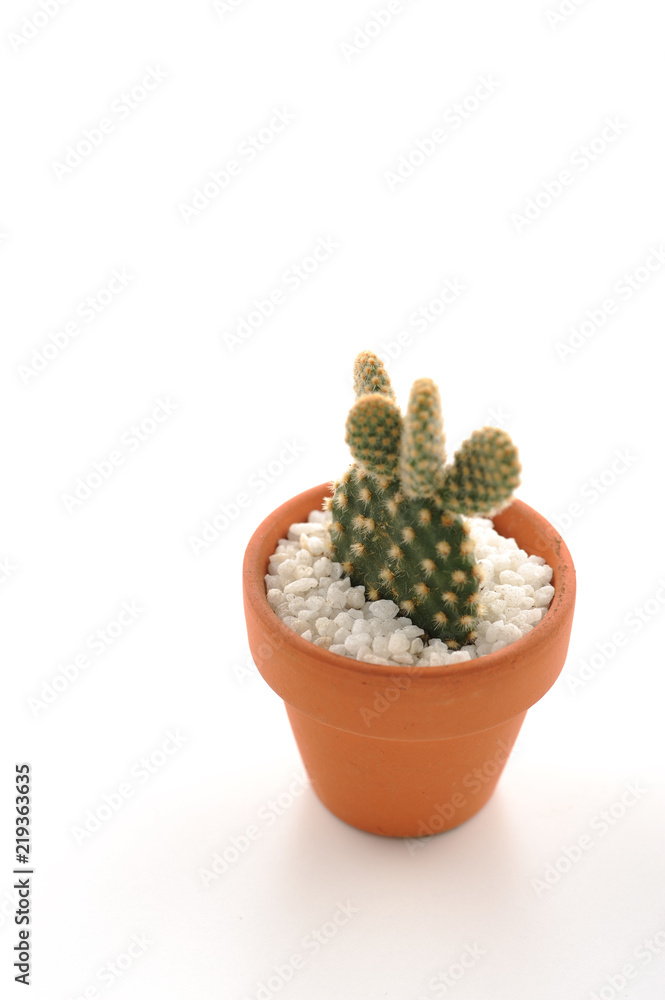 ミニサボテン 観葉植物 サボテン ミニサボテン 観葉植物 サボテン