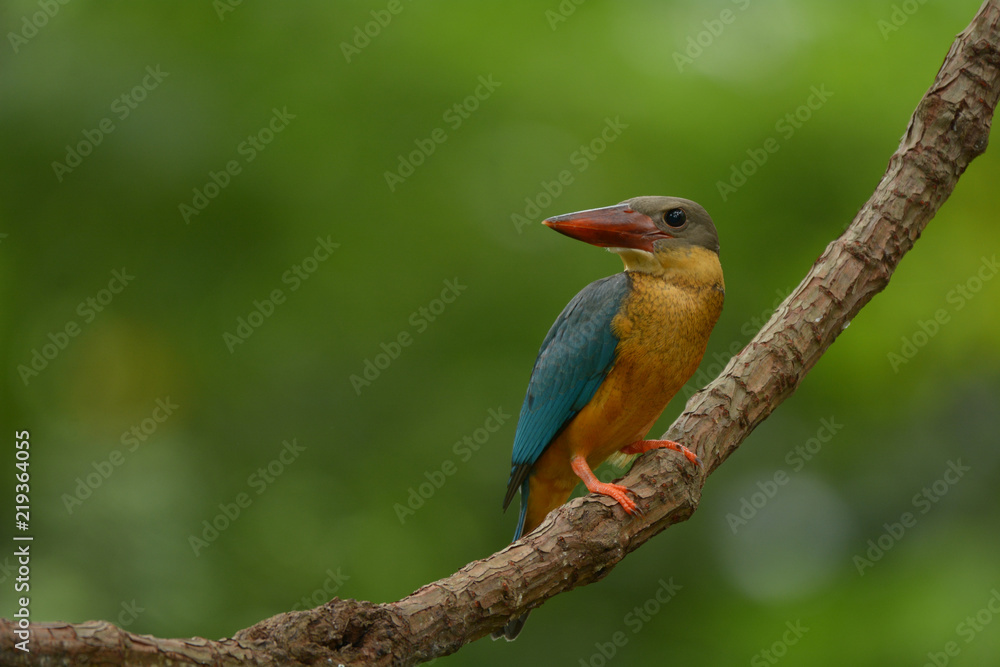 Stork-billed Kingfisher ; Pelargopsis capensis, Young bird. Stork-billed Kingfisher ; Pelargopsis capensis, Young bird.