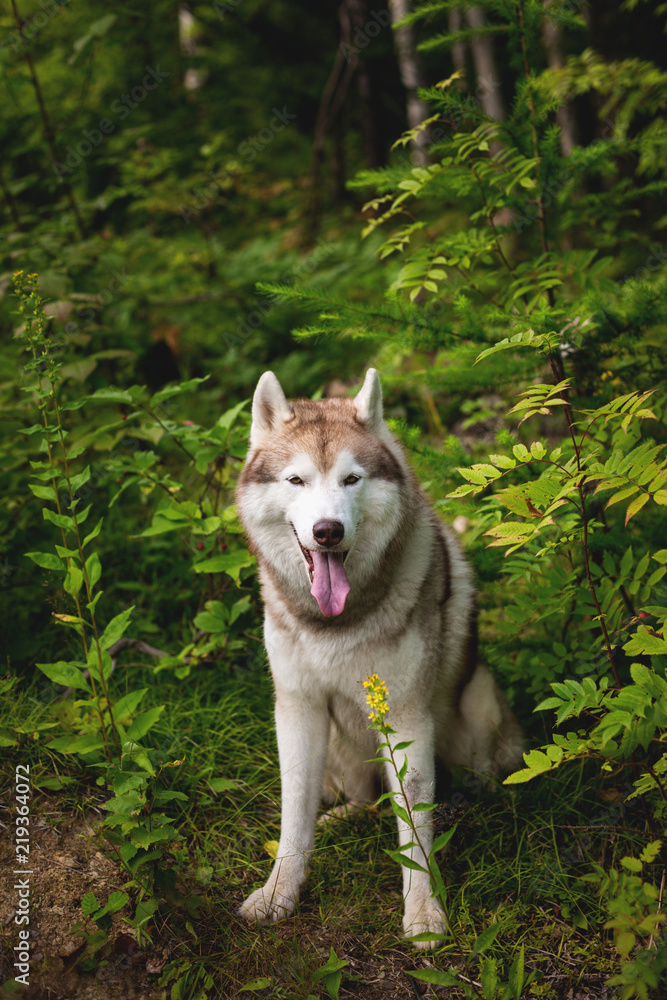 Portrait of free and beautiful dog breed siberian husky sitting in the green mysterious forest Portrait of free and beautiful dog breed siberian husky sitting in the green mysterious forest