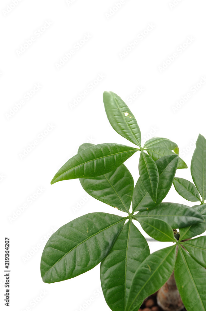 Obraz premium パキラ 観葉植物