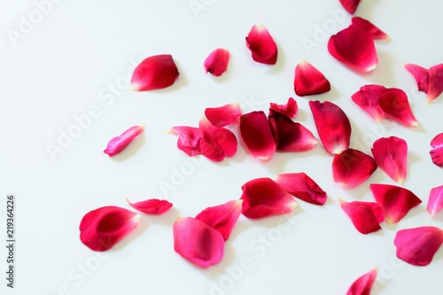 真紅のバラの花びら、白背景