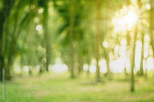 Blur nature bokeh green park by beach and tropical coconut trees photo