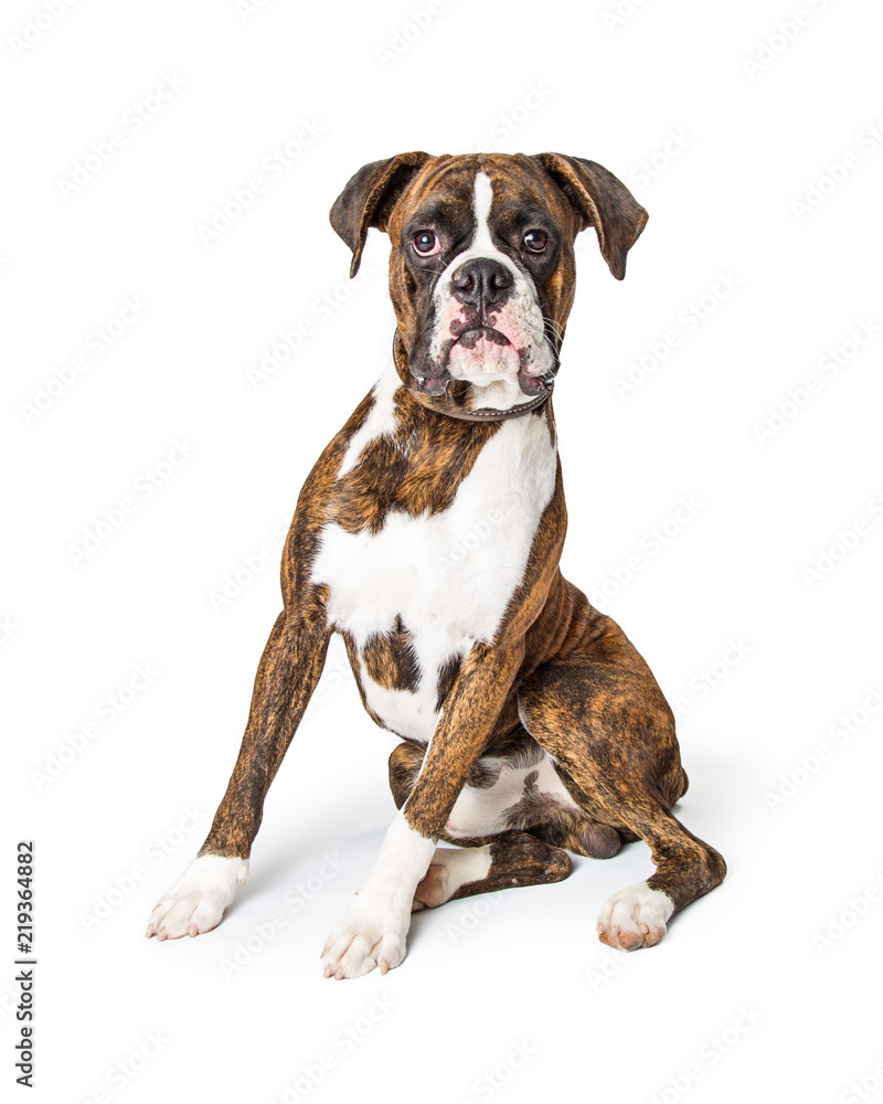 Purebred Boxer Dog Sitting Looking Forward