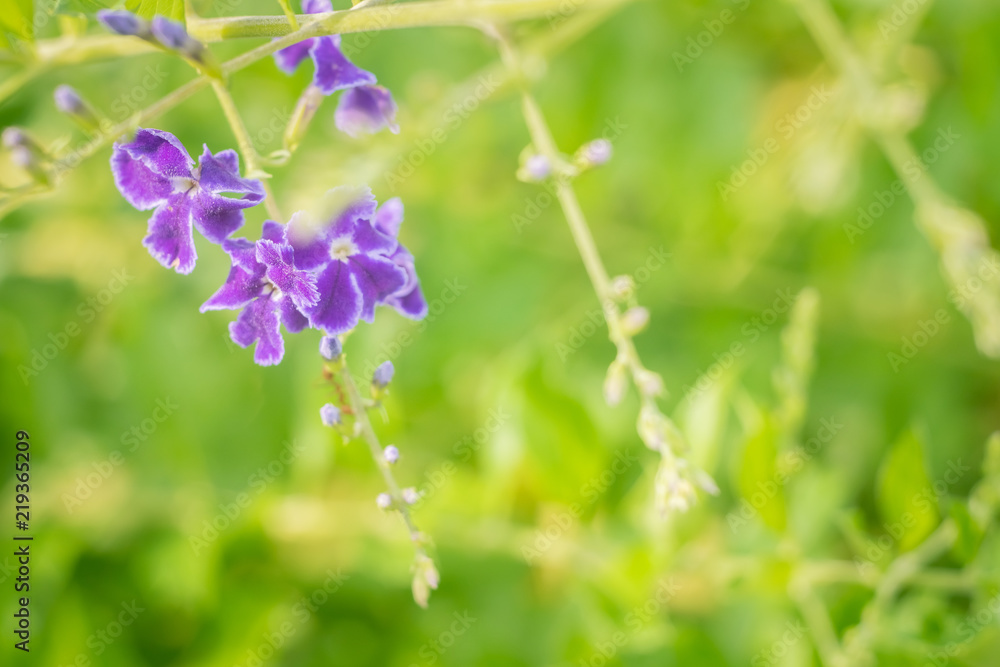 Selective focus of beautiful colorful flowers with summer bokeh background.vintage color style. Selective focus of beautiful colorful flowers with summer bokeh background.vintage color style.
