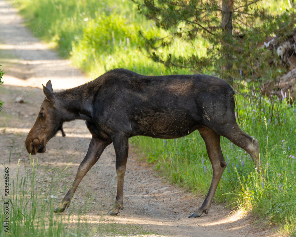 Moose crossing Moose crossing