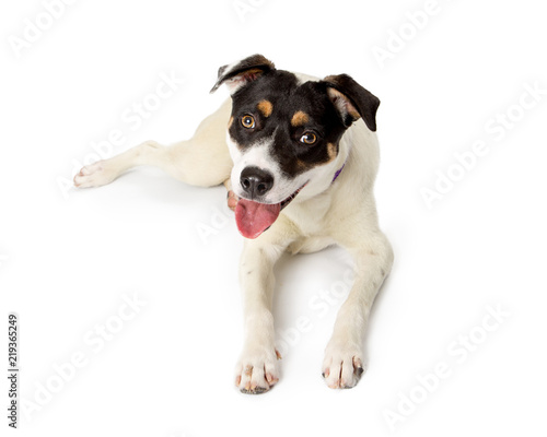 Terrier Crossbreed Dog Lying Down Happy Expression