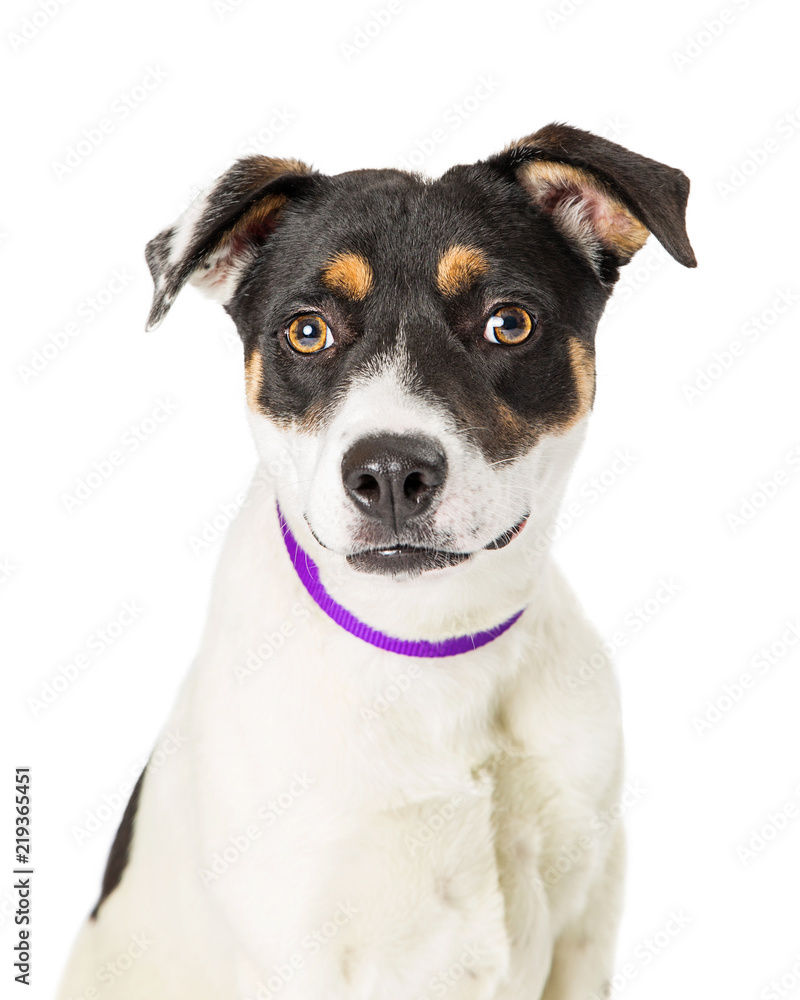 Tri-Color Terrier Crossbreed Dog Looking Forward