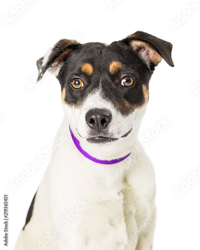 Tri-Color Terrier Crossbreed Dog Looking Forward © adogslifephoto