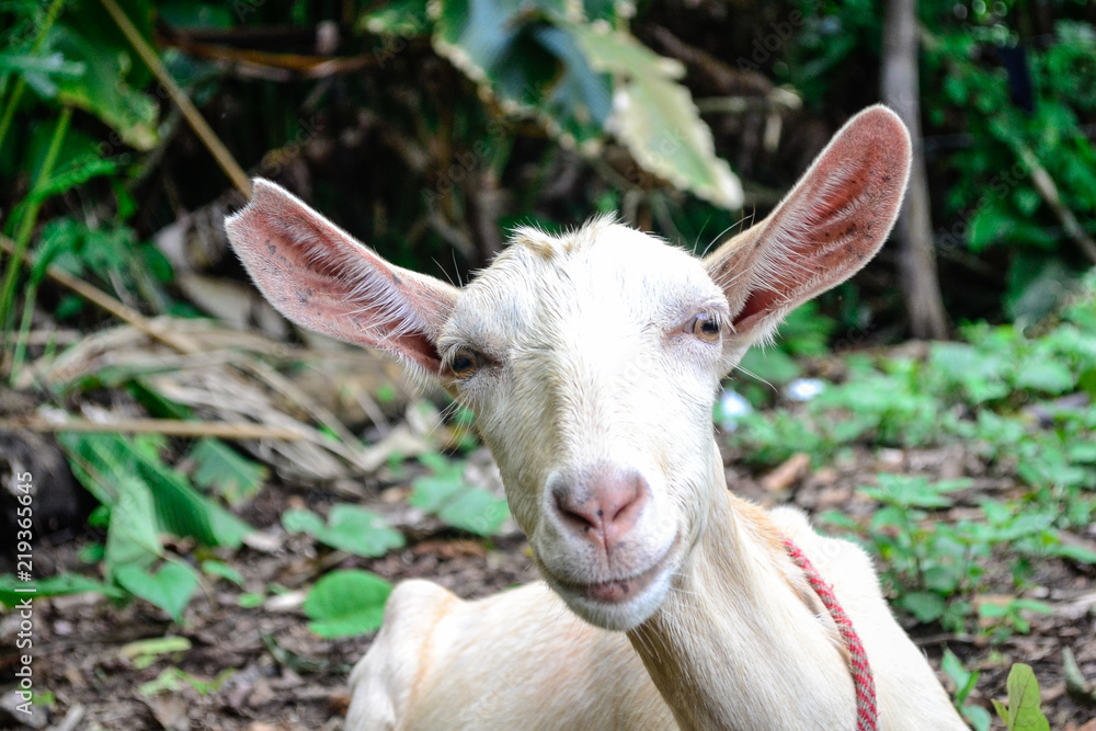Fototapeta premium portrait of a white goat