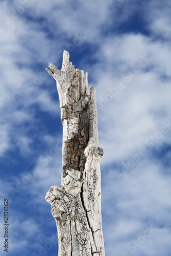 Fototapeta Naklejka Na Ścianę i Meble -  Broken tree trunk against cloudy sky