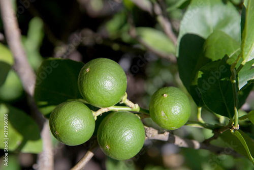 Wallpaper Mural Fresh green lemon limes on tree in organic garden Torontodigital.ca