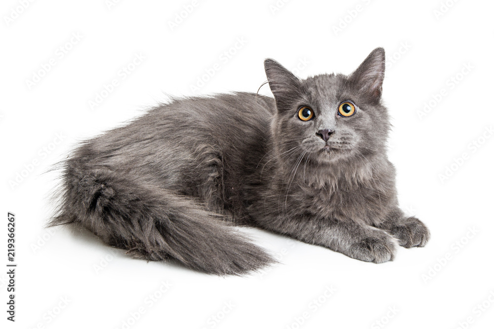 Pretty Longhair Grey Domestic Cat Lying Down