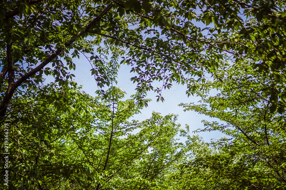 Fototapeta premium Tree branch on blue sky background.