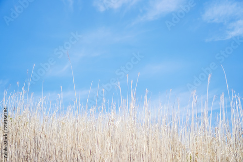Copy space of white grass with blue summer sky background.vintage color tone cocept. © ant