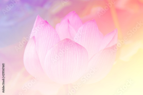Pink lotus background image select focus