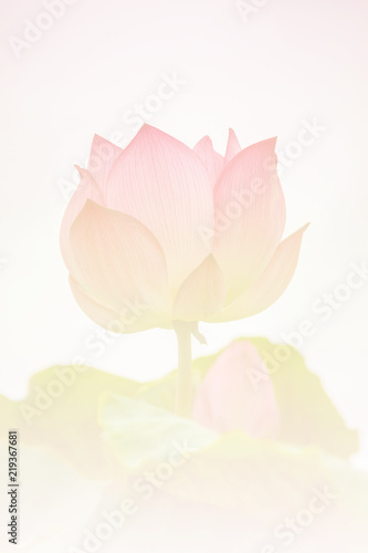 Pink lotus background image select focus