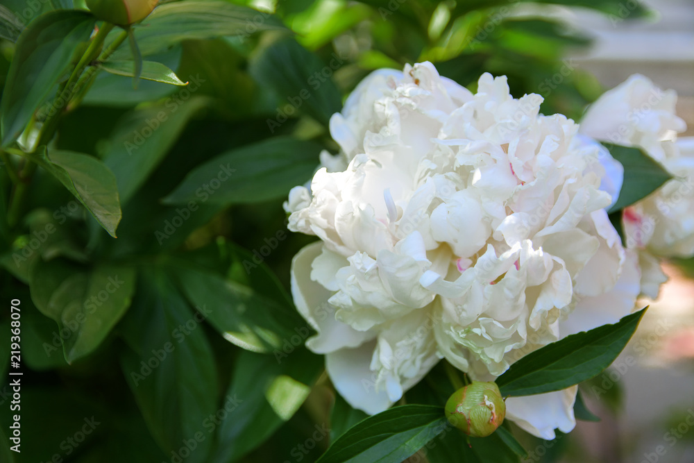 White rose close-up against a background of green leaves and a blurred background. Concept of shallow depth of field. In the category of the creative background of the screen saver, wallpaper. White rose close-up against a background of green leaves and a blurred background. Concept of shallow depth of field. In the category of the creative background of the screen saver, wallpaper.