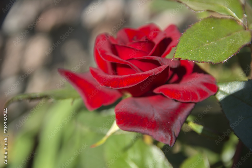 Obraz premium Red rose close-up against a background of green leaves and a blurred background. Concept of shallow depth of field. In the category of the creative background of the screen saver, wallpaper.