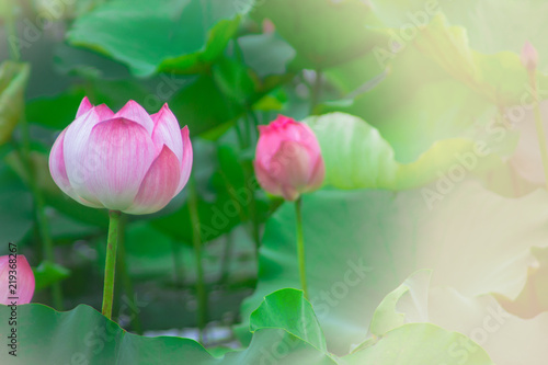 beautiful pink lotus flower in blooming at sunset