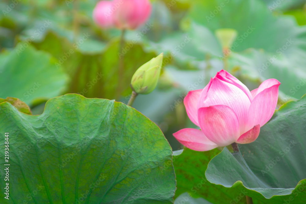 beautiful pink lotus flower