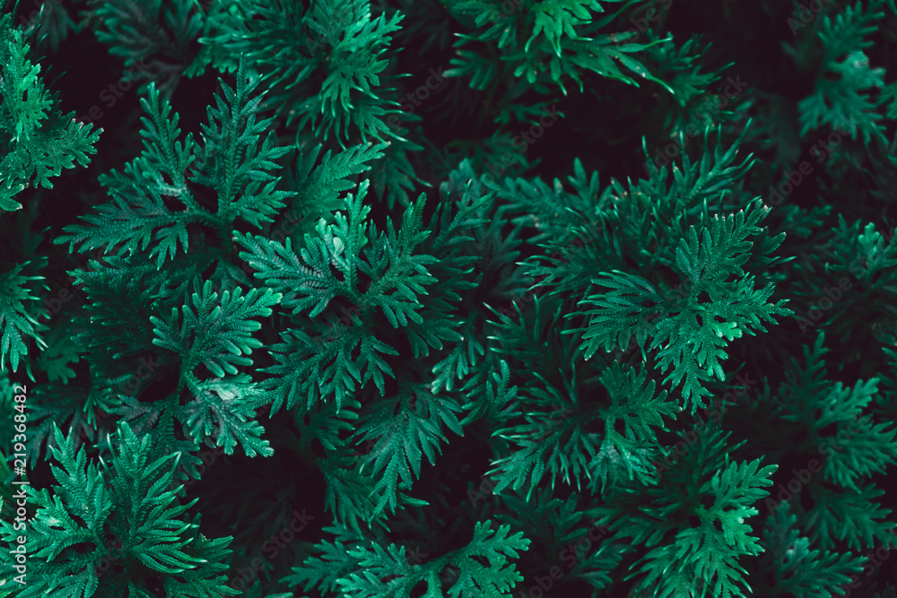  low key of green fern  leaves background