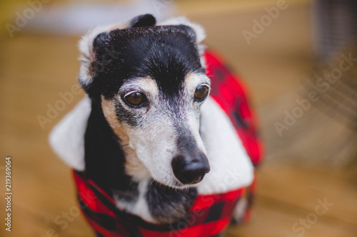 Dachshund Wearing Winter Coat