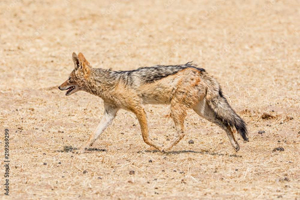 Fototapeta premium Black-backed Jackal