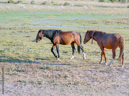 Wild Nevada Mustang horses in a natural setting.